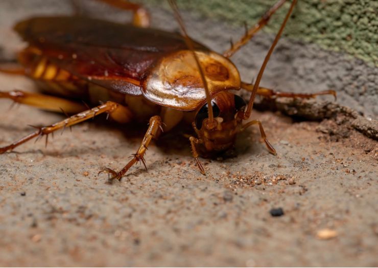 Cockroach Two.jpg